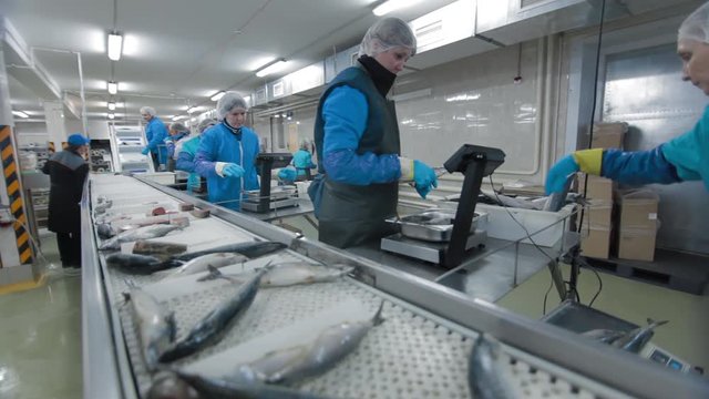 Fish Factory specialists is sorting fish and relocating from transporting mechanism to containers the at modern Fish factory. Fish Farm factory.