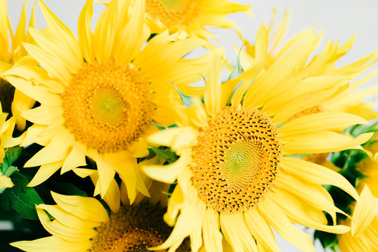bouquet of bright yellow sunflower flowers in a retro vase on a table covered with a white tablecloth on a white background