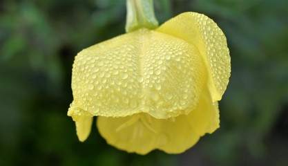 Yellow flower with waterdrops from dew on petals in the morning