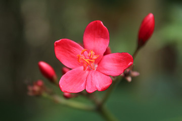 Obraz premium R O S E 