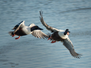 Patos volando