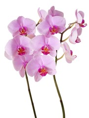 orchid Phalaenopsis with pink flowers close up,