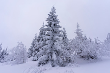 Naklejka premium Frozen trees in deep snow. Tatra Mountains.