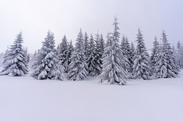 Frozen trees in deep snow. Tatra Mountains.
