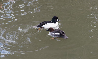 (Bucephala clangula) Couple de Garrot oeil d'or nageant, mâle à tête noire avec reflet vert métallique, femelle à tête brune  