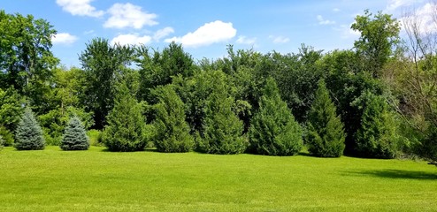 Green Trees and Blue Sky