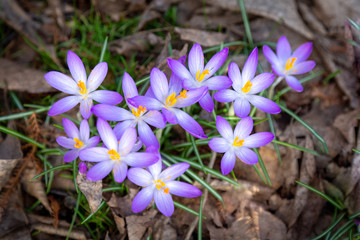 Crocus, lots of crocuses or croci is a genus of flowering plants in the iris family. A single group of crocus, a bunch of crocuses, at the meadow, close-up