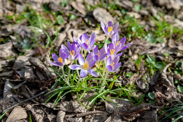 Crocus, lots of crocuses or croci is a genus of flowering plants in the iris family. A single group of crocus, a bunch of crocuses, at the meadow, close-up