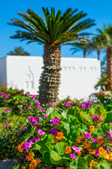 Fototapeta na wymiar Flowering garden - red and pink hibiscus and palm trees