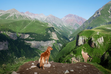 Mountain landscape with a dog. A trip to Georgia. Pet on a background of beautiful nature. Nova Scotia Retriever on a trip