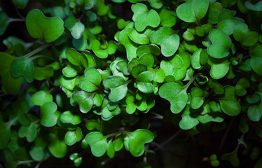 Young sprouts of organic kohlrabi cabbage close up. Micro greens concept macro
