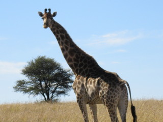 safari in south africa, face to face with a giraffe