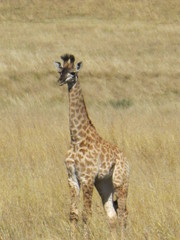 Naklejka na ściany i meble safari in south africa, face to face with a giraffe