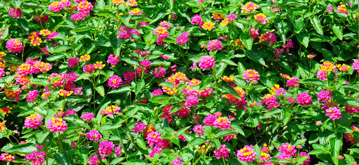 Fototapeta premium Beautiful floral background in the city garden. Wide photo.