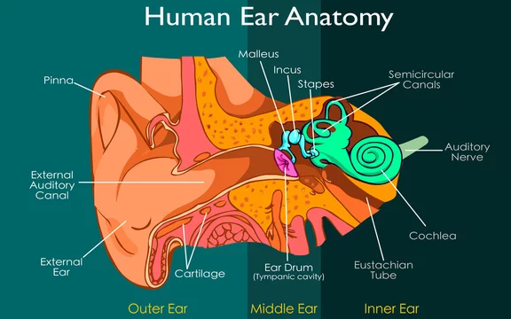 Anatomy of human ear, auditory ossicles, malleus,incus, stapes