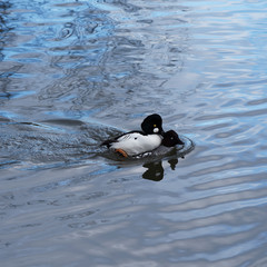 Garrot oeil d'or (Bucephala clangula). Accouplement entre mâle et femelle 