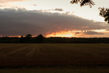 Sunset sky. Forest and field Glade. The branches of the trees at the picture. Green grass at the field. Glare.
