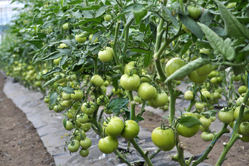 Tomatoes are grown in a greenhouse made of polycarbonate