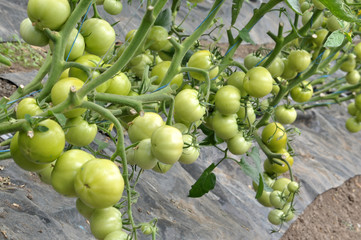 Tomatoes are grown in a greenhouse made of polycarbonate