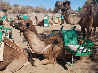 camels for tourists in the desert