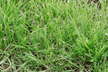 Grass in a garden during spring