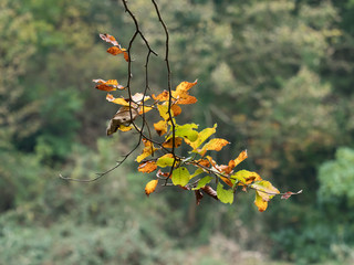 Beech Leaves