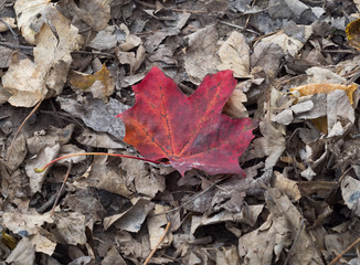 Red Leaf Amongst Brown Leaves