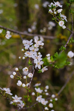 A branch of a blossoming tree, with white flowers. Spring nature. First sprouts. Copy space. Vertical photo