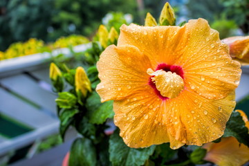 gelbe hibiskusblüte mit wassertropfen © ArTo