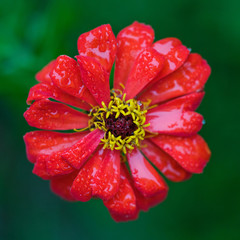 red zinnia flower with water drops of dew