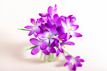 Fototapeta na wymiar Layout from crocus flowers