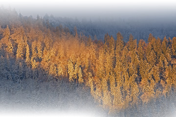 Landscape of frosted conifers in fog at sunrise, Newfound Gap, Great Smoky Mountains National Park, Tennessee, USA