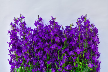 Beautiful violet flowers on a blue background. Place for an inscription. The basis for the postcard.
