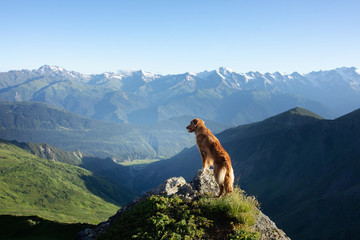 Mountain landscape with a dog. A trip to Georgia. Pet on a background of beautiful nature. Nova Scotia Retriever on a trip