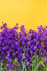 Beautiful violet flowers on a yellow background. Place for an inscription. The basis for the...