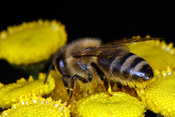 Bee, tansy, apis, blossom, nectar, honey, Thuringia, Germany, Europe