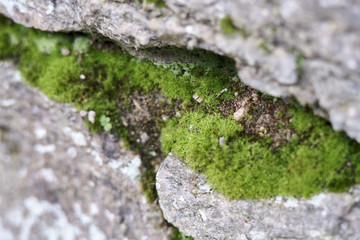 Green moss on a wall
