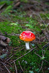 Toadstool in the forest between Laub and Moss in Schoeneck in the Vogtland in Saxony.