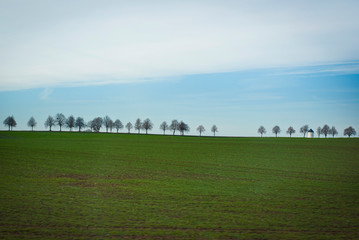 Fototapeta premium Landscape in the field: green grass and trees on the horizon. Sunny clear day in nature.