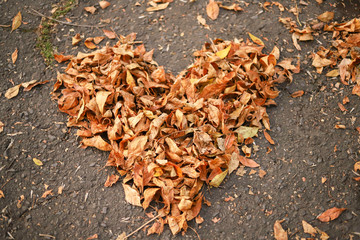 Yellow  leaves on a form of  heart in autumn