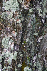 Beautiful texture of birch bark. Tree trunk. Drawing on a white surface.