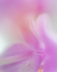 Abstract, pink, purple flower. Colorful background with a dreamy look. Backdrop for montage, copy space with place for text, lettering.