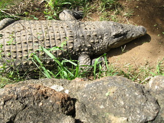 visiting a safari in south africa, coming face to face with several african crocodiles