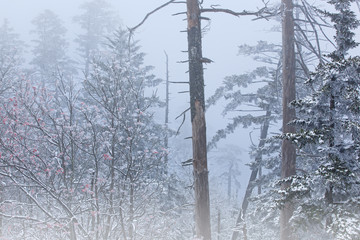 Landscape from Clingmans Dome of snowy forest in fog, Great Smoky Mountains National Park, Tennessee, USA