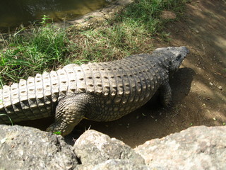 visiting a safari in south africa, coming face to face with several african crocodiles