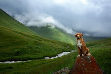 Mountain landscape with a dog. A trip to Georgia. Pet on a background of beautiful nature. Nova Scotia Retriever on a trip