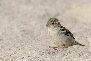 Small brown beige bird jumps in the sand. Close up portrait of a cute passerine. Shallow depth of field. Gravelly background with place for text, copy space.