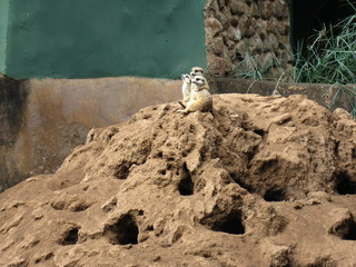 coming face to face with some meerkats in a park in south africa