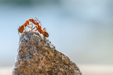 Ants on top of a rock. Macro, close up shot. Blurred light blue background, bokeh. Copy space with place for lettering, text.