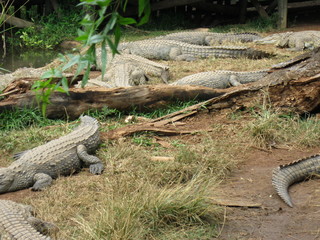 visiting a safari in south africa, coming face to face with several african crocodiles